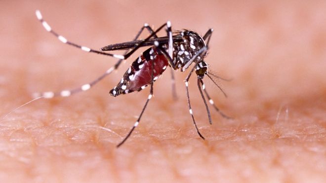 mosquitos BBCMundo