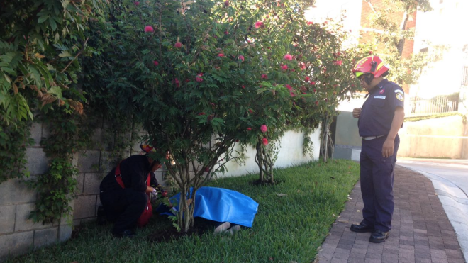 Pavel Centeno suicida