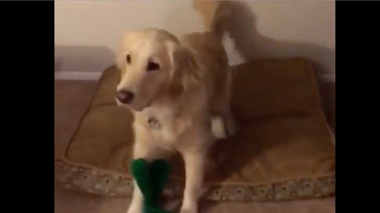 Se disfraza del juguete favorito de su perro y la reacción es increíble