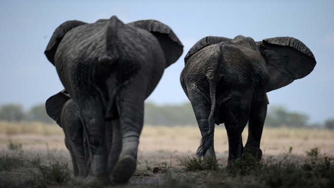 Tres elefantes del zoo de Buenos Aires tendrán sus propios abogados