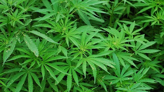 Marihuana Legaliza