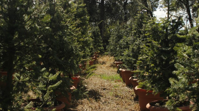 Pinabete, árbol codiciado de la Navidad por su aroma y color
