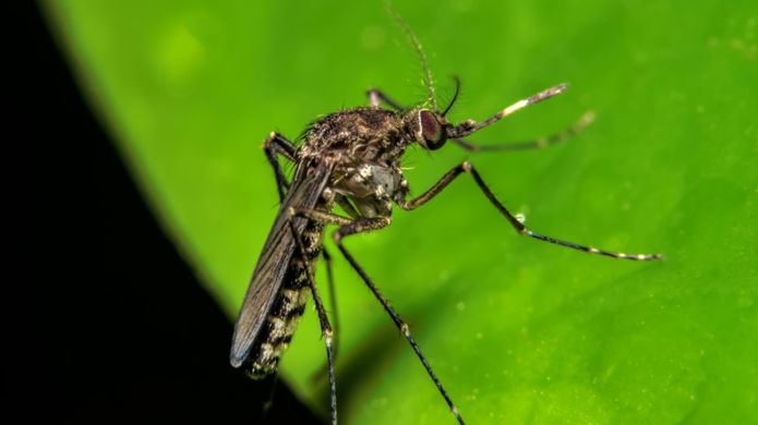 THINKSTOCK Image caption El mosquito que transmite la fiebre oropouche es diferente al del zika, el dengue y la chikungunya.