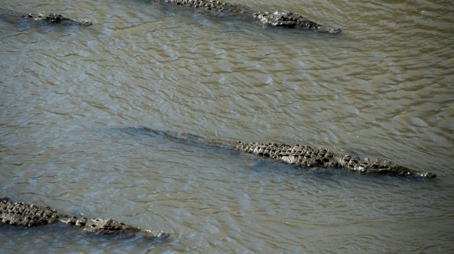 Una gran población de cocodrilos atrae turistas al Pacífico costarricense