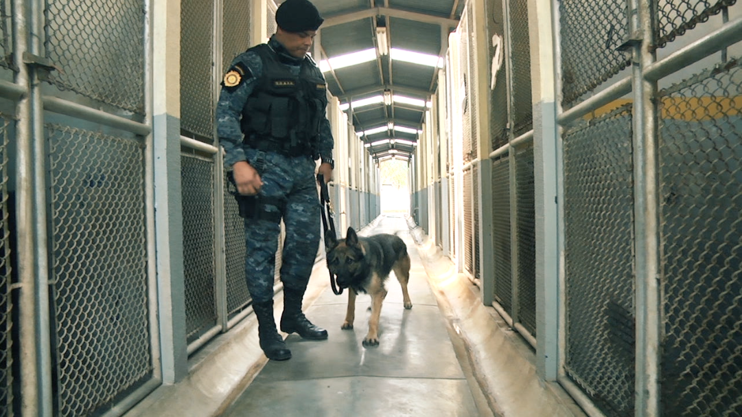 Más que mascotas, agentes antinarcóticos de la PNC #SinReservas