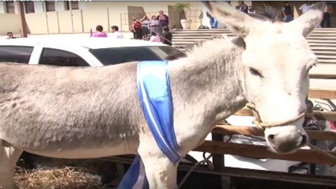 El burro que visitó el MP a denunciar maltrato animal por colocarle la banda presidencial en Las Inolvidables.