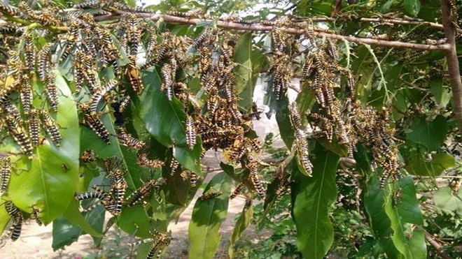 Plaga de langostas queda descartada por las Autoridades
