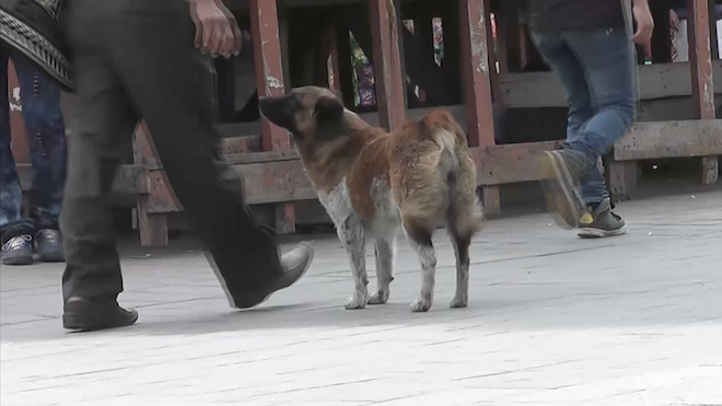 Perros callejeros crecen sin control en Huehuetenango
