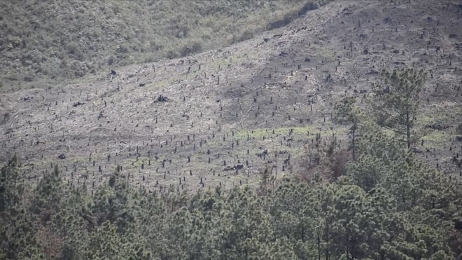 Tala ilegal arrasa con bosques en Santa Eulalia Huehuetenango