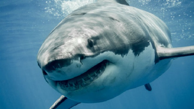 ¿Nadar con tiburones ? ¡No gracias!, 4 videos de inusuales encuentros entre tiburones y seres humanos