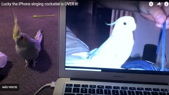 cacatúa viral