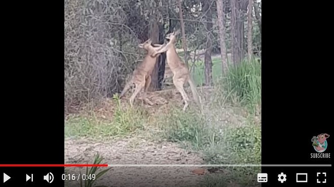 canguros boxeadores viral
