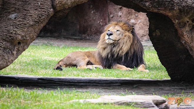 León Leono. Foto: Zoológico la Aurora