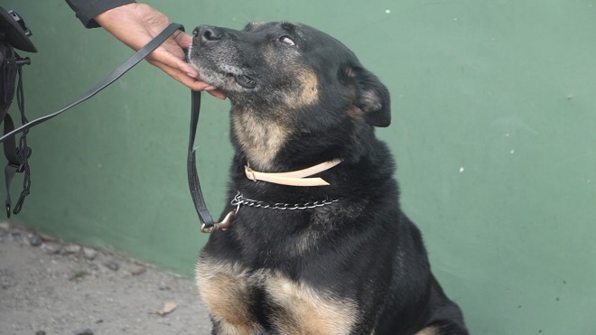 Muere perro policía que incautaba drogas, armas y dinero