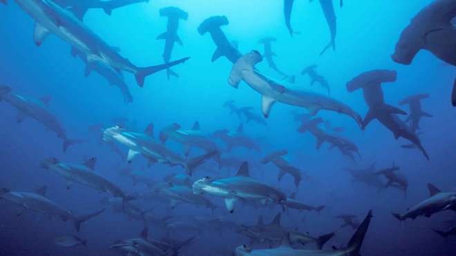 Descubren en Galápagos un refugio natural de tiburones martillo juveniles