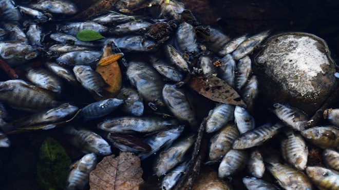 [GALERÍA] La mortandad de peces en río Lempa enciende alarmas. Culpan a Guatemala