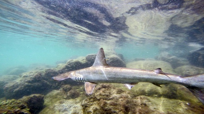 La idílica guardería de tiburones martillo en Galápagos