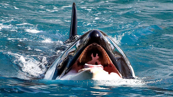 (VÍDEO) La orca aprenden a imitar la voz humana, pronunciar palabras