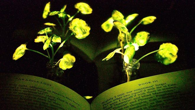 Plantas que brillan como luciérnagas, la nueva apuesta de los científicos del MIT para generar energía eléctrica con el mundo vegetal