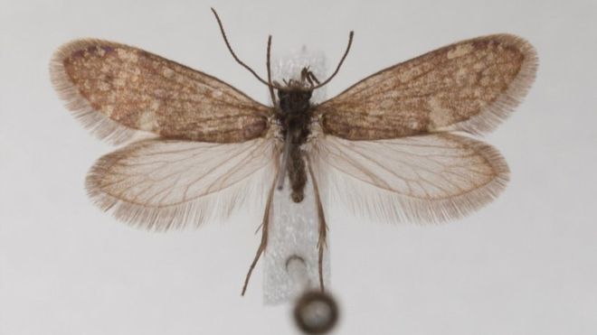 Cómo eran las mariposas hace 200 millones de años, cuando aún no existían las flores