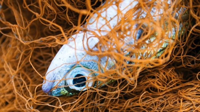 ¿Cómo funciona la controvertida técnica de electrocutar a los peces que usa la Unión Europea?