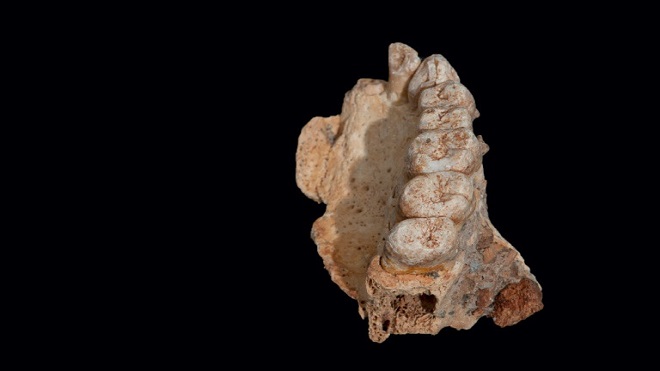 Hallan en Israel los restos más antiguos de humanos modernos fuera de África