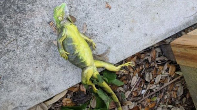[VIDEO] Llueven iguanas congeladas en Florida