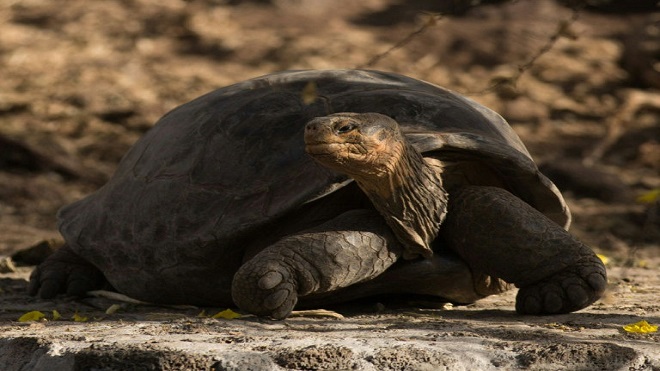 Donfaustoi, el último gigante descubierto en Galápagos
