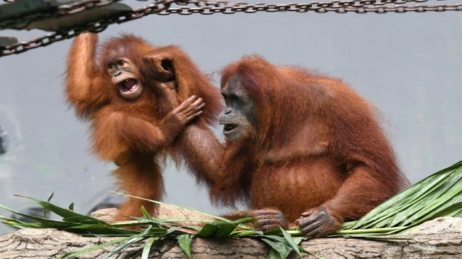 Cuatro detenidos por acribillar a perdigonazos a un orangután en Indonesia