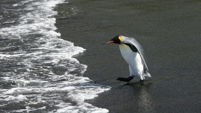 El pingüino rey, confrontado al exilio o la muerte por el cambio climático