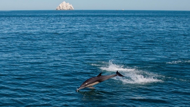 Mueren 21 delfines que quedaron varados tras ser atacados por otros delfines en México
