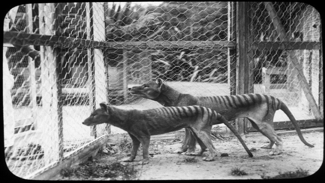 El tigre de Tasmania se transformaba en perro en la bolsa de su madre