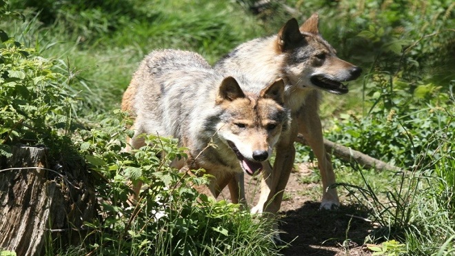 Francia autoriza el sacrificio de hasta 40 lobos en 2018