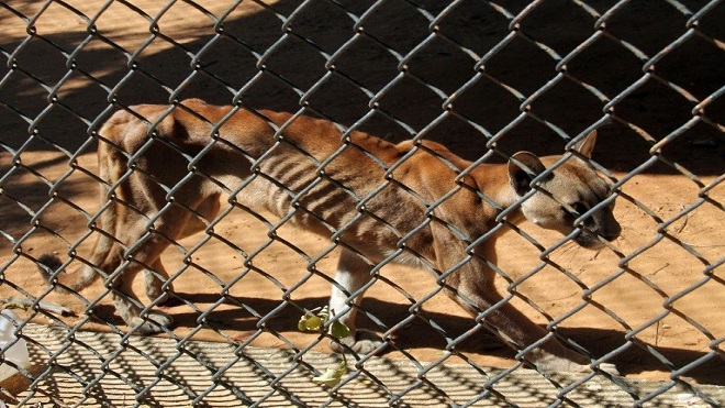 Animales en peligro de extinción mueren en zoo de Venezuela por falta de comida
