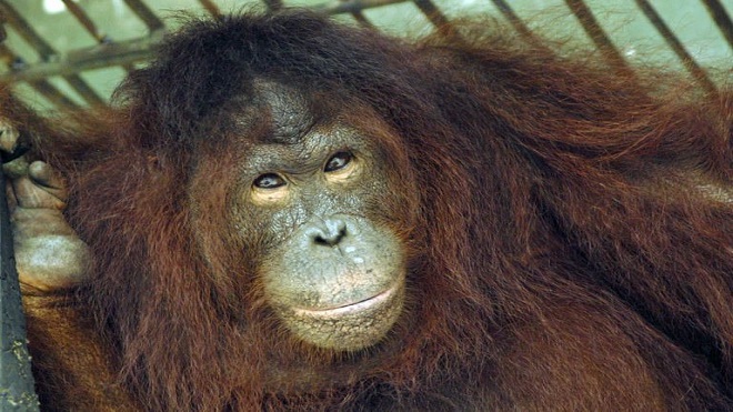 La deforestación reduce la población de orangutanes en Borneo