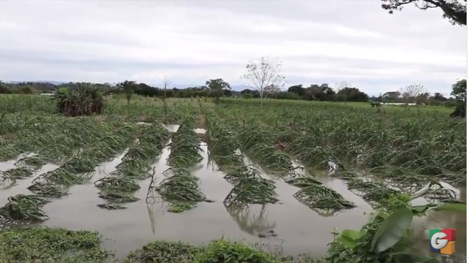 Pérdidas de cultivos por inundaciones a causa de lluvias en Petén