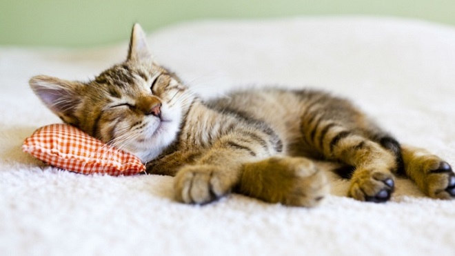 ¿Por qué es importante dormir?