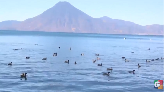 Patos que habitan en Lago de Atitlán están en peligro de extinción