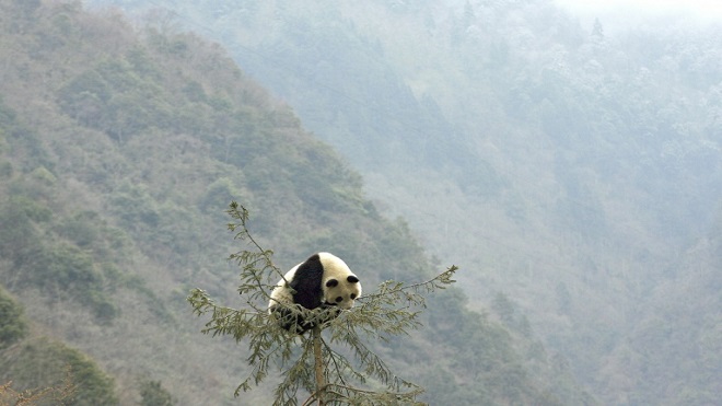 China planea crear parque nacional para pandas de 2,7 millones de hectáreas