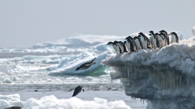 Descubren más de 1,5 millones de pingüinos adelaida