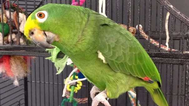 En la India condenan a un hombre a cadena perpetua por el testimonio de un loro