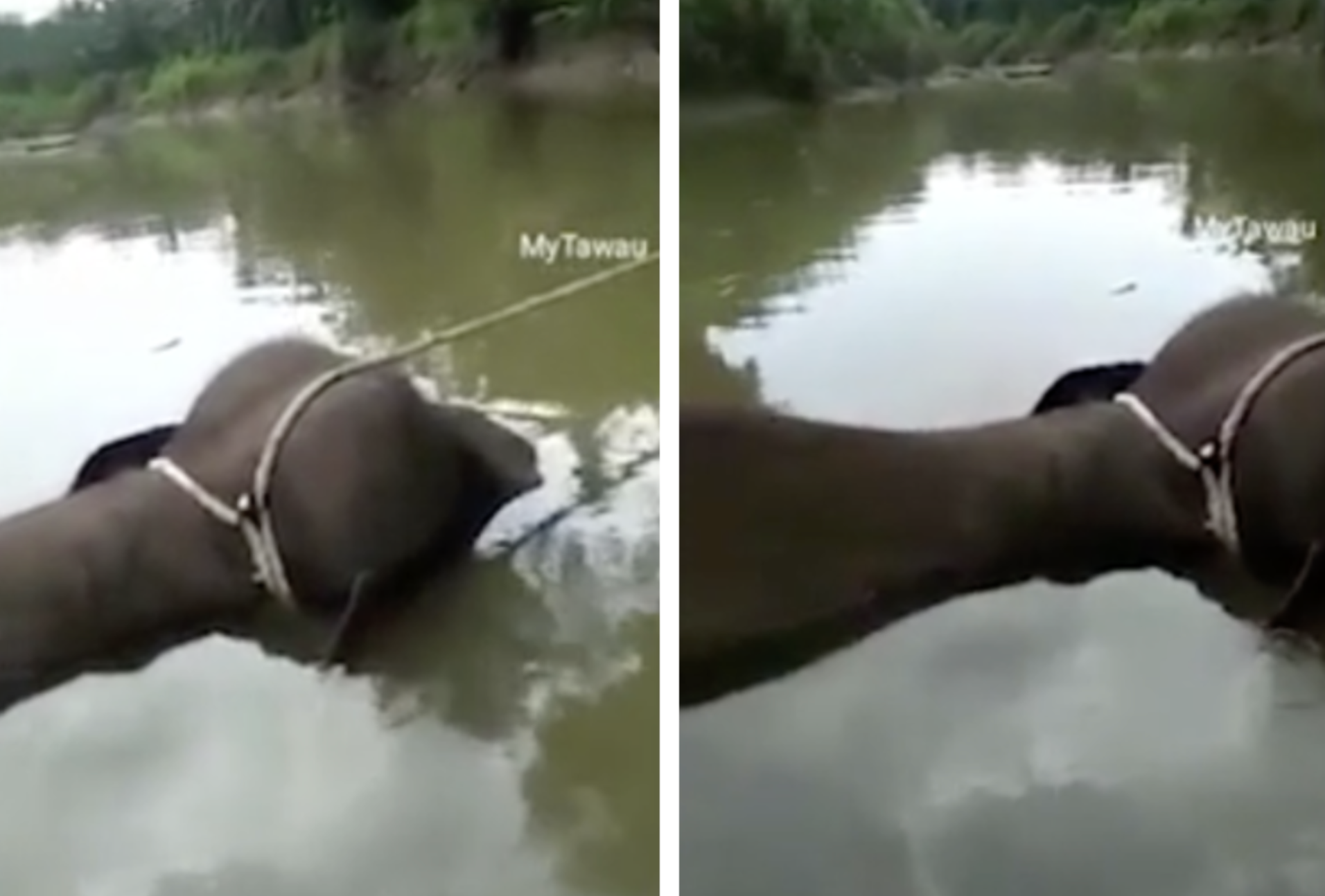 Elefante pigmeo fue asesinado por cazadores furtivos que le robaron sus colmillos de marfil