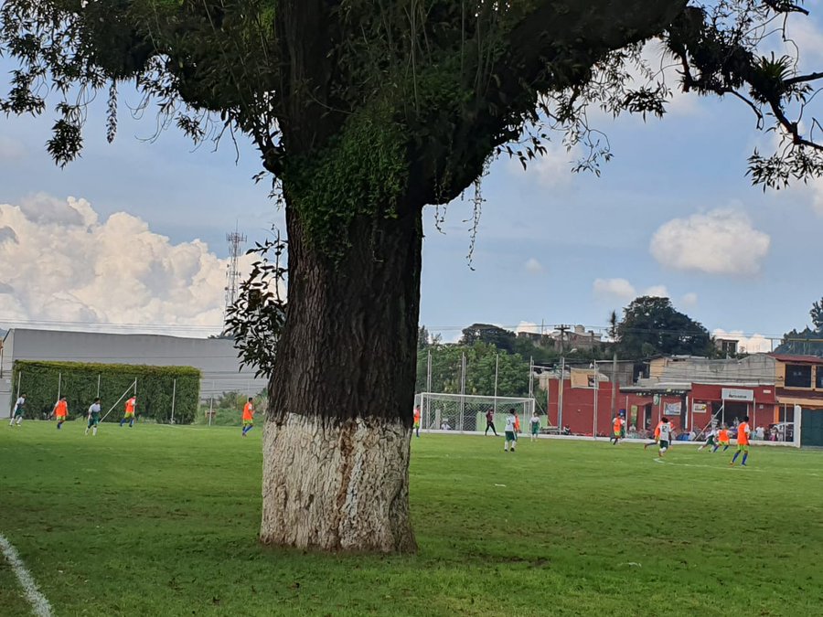 Un árbol adentro del campo, esto llamó la atención durante el amistoso entre Mixco y un equipo de San Lucas Sacatepéquez