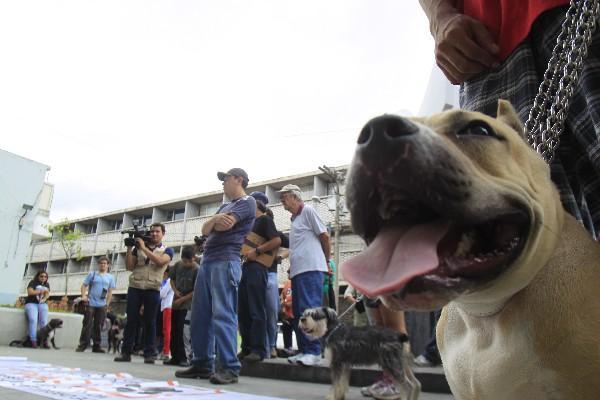 Esto deben hacer las familias para prevenir ataques de sus perros
