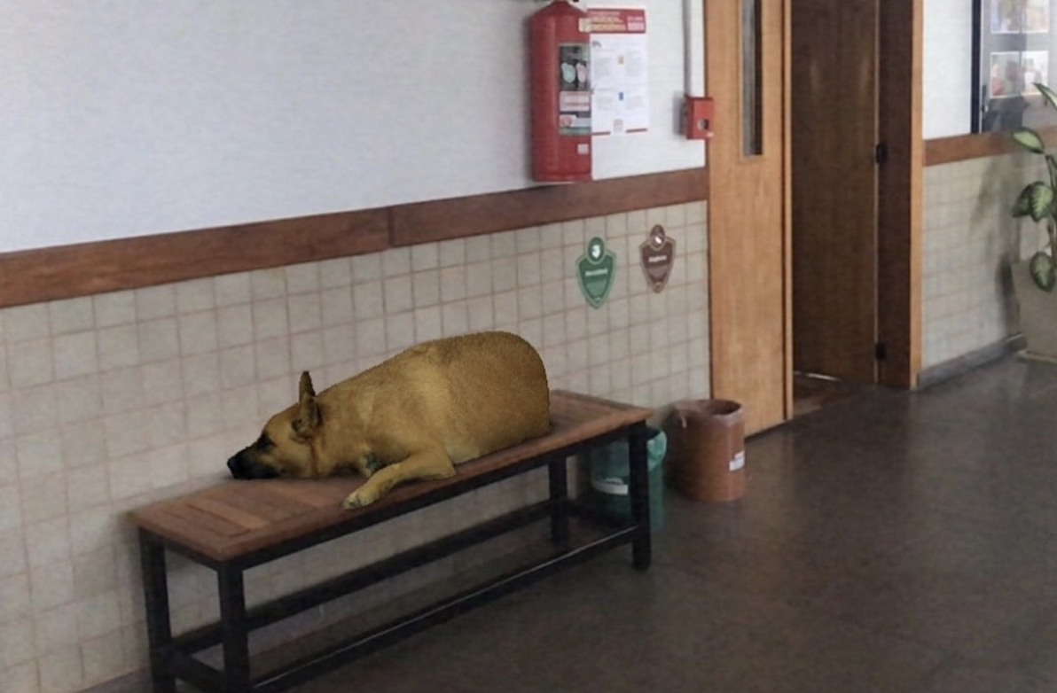 Sasha Dog, la herramienta de Instagram que ha revolucionado las redes sociales