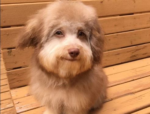 Este es Nori, el perro con “rostro humano y amable”
