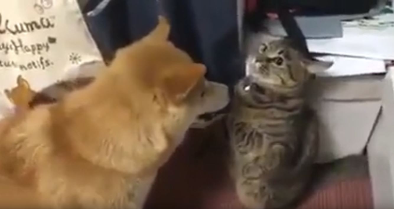 Gato fingió ser estatua para golpear al perro adoptado y se vuelve viral