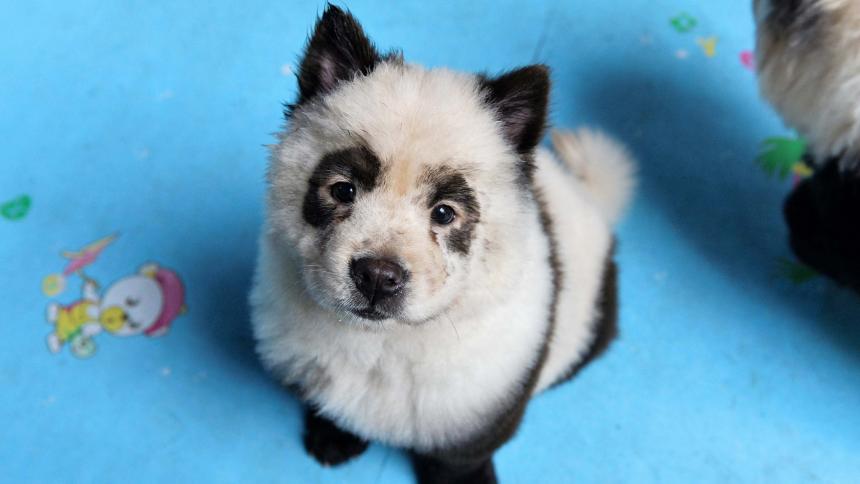 Controversia por perros que son “transformados” en osos panda en China