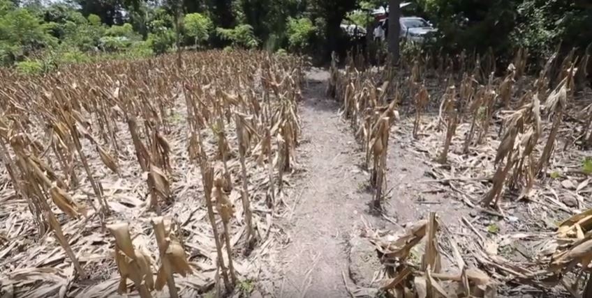 Cambio climático deja sin cosechas a los agricultores en el Oriente del país