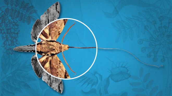 5 experimentos de Darwin que puedes hacer en casa (y que demuestran su pasión sin límites por la naturaleza)